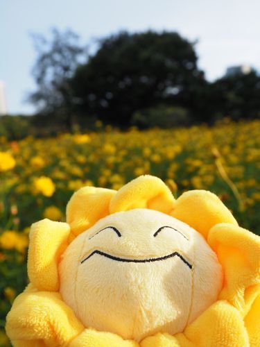 休みの日②
キマワリの仲間であろうキバナコスモスを見せる会🌼