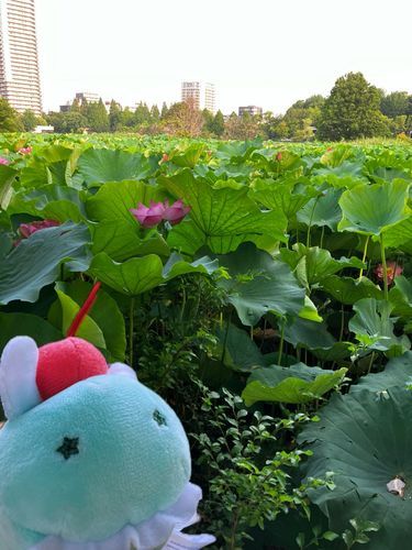 あさに はすの おはな みてきたよ〜
このために きょうは はやおき したんだ！
おひるに なったら しぼんじゃうんだって〜