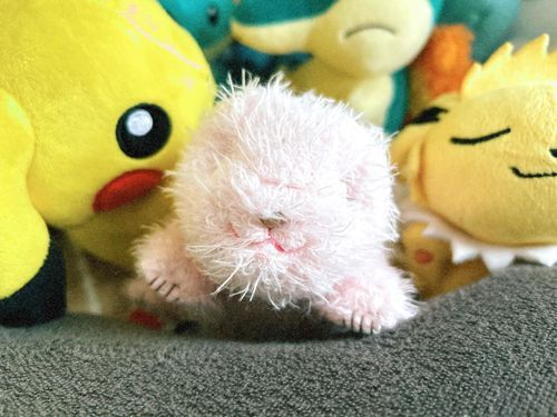 シャンシャン の おはよー は うちゅういち にこにこ げんきに すごせる ちから が あるのよ♡