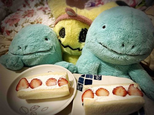 みぬぁさんはいちごがりいったぬでしょうか？ぬおたちはまだぬからヌシがいちごサンドをかってきてくれたぬ🍓みんなでいただきましたぬ、はやくいちごがりもいきたいだぬね(˙𐃷˙)