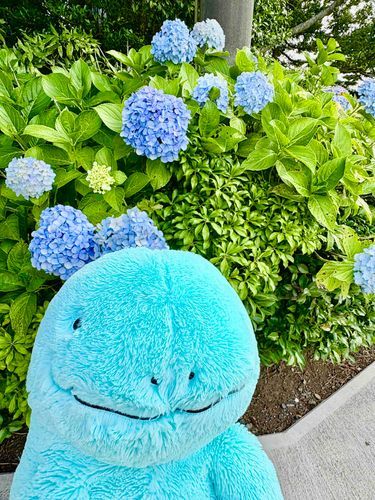 ぬおだぬ！このまえかぞくりょこうしてきたぬ！アジサイきれいだったぬ！うみのちかくはやっぱりいいだぬね〜(˙𐃷˙)