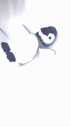洗