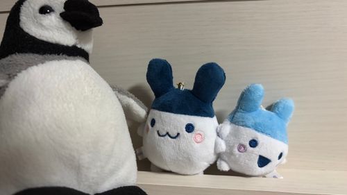新入り