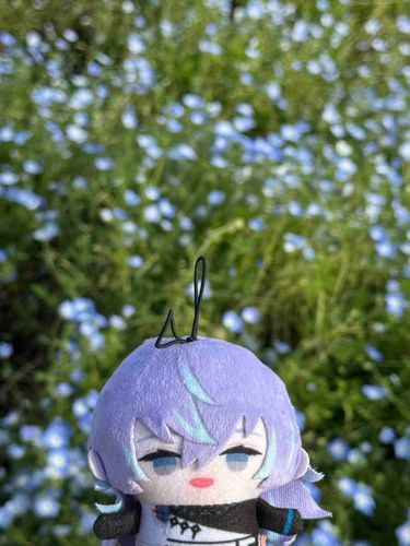 ネモフィラですね🐙綺麗でした