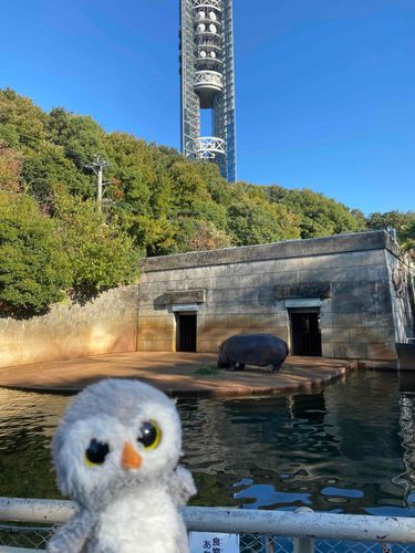 どうぶつえんにきたよ　カバ　です