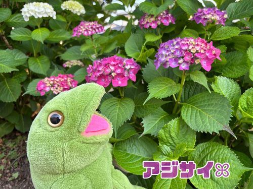 おひさしぶりです!
4男坊、ちゃちゃまるです🐸ꕤ︎︎
今日は夕方、お散歩にᕷ*.°
息子くんがなかなか夕寝しなくて…。眠いのに眠れない、。°(°`ω´ °)°。エーンって泣き続けるの。
家の中であやすのも疲れたご主人様が、せっせとベビーカーの準備開始ー!
あじさい散策に行ったのでした🌈ᵕ̈*白、水色、紫、色んなカラーがあるけど、みんなは何色のアジサイがすき?
・
・
#あじさいꕤ︎︎アジサイꕤ︎︎紫陽花ꕤ︎︎
#雨の季節 #かえるの合唱 #ボクたちのお友だち探してみてね🐸 #ちゃちゃまるより💌えへへ