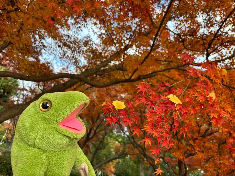 も🍁み🍁じ🐸
フフフ✨🐸やっほー!
5男坊ちゃちゃまるだよぉ~!
紅葉狩りしてきたっ🍁
大きな大きなイチョウの木もあってさ、もみじの葉っぱの上にヒラヒラと落ちてきてたよー💛
もみじの上に、ボクがイチョウをのせてるようにも見えるよね?だけど、違うよー!自然現象!素敵だなぁって思ったんだよ🐸だから、ちゃちゃまるからみんなへ共有🙌💌💭
・
・
もみじ見てたらさー、小さな小さな息子くんのおてて✋に見えてきちゃったよ。笑🐸
・
・
#ちゃちゃまると紅葉狩り🐸🍁