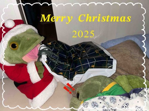 ✧*。🎄𝐌𝐞𝐫𝐫𝐲𝐂𝐡𝐫𝐢𝐬𝐭𝐦𝐚𝐬🎄✧*。
我が家にもサンタさんがやってきた!🐸ジャン✨
その名も、ガーコちゃんプレゼンツ🐸『すけサンタ』🐸
末っ子がえるのキチ★ちゃちゃまるのもとにプレゼントが届いたよ~!!!
ちゃんと眠っておいたらサンタさん来てくれるかも!?と言って張り切って眠りについたんだけど、キチはなかなか眠れなくて…目がぁぁあ‼️‼️‼️👀笑
すけサンタ!遂に身バレか?!と思ったけど、ガーコちゃんがすかさず記憶をなくす粉薬を飲ませて事なきを得ましたとさ🤣
・
・
#我が家のメリークリスマス🎄
#すけサンタ🐸