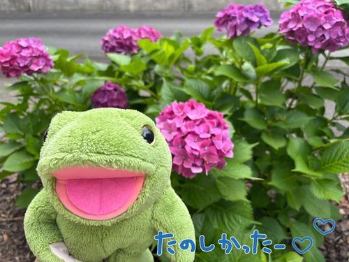前回の投稿から3ヶ月経過してしまった🐸💦
ということで、とんでもない時差投稿失礼するね😏
やっほー！みんな元気？
ボクのこと忘れてないよね？🐸💦お願いだよー！
ここのところ、投稿される写真にボクが選ばれること多くて、恐縮しちゃう💦
‪✂︎‬------------ｷﾘﾄﾘ線-----------‪✂︎
春に、呼吸器系の病気で家族みんなダウンするという出来事があり…なんだかんだ、ご主人様は完全回復するまでに2ヶ月半くらいかかったんだよ🫥
節目の年齢にさしかかってるし、ご主人様はショックだったみたいで💦今はもう、気持ちは前向きみたいだからボクは安心しているけどね！🐸
咳をしながらも、紫陽花を見に行けたからご報告まで💐💜やはり、お花を見ると元気に！笑顔になれるご主人様だったよ🐸
