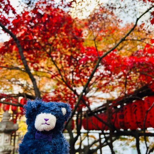 おさんぽに　でかけたら　もみじが　あかくて　きれいだったよ