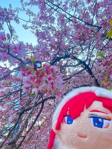 はじめてさくら🌸をみました！