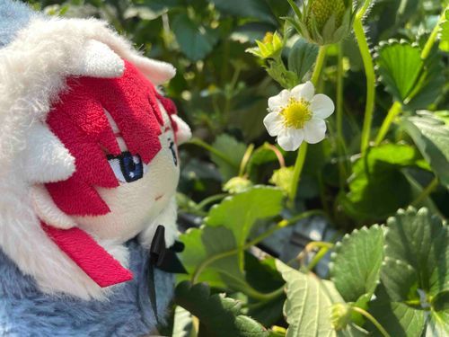 いちごの花🌸です🍓