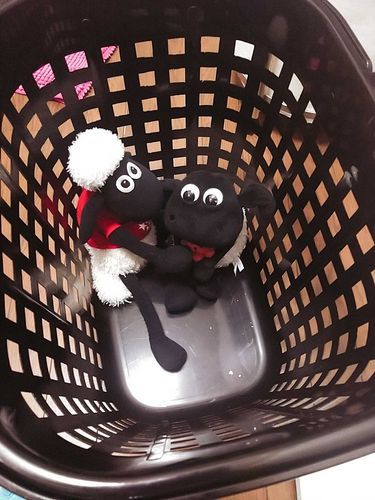 2匹と1人でお洗濯物いれにいきます
