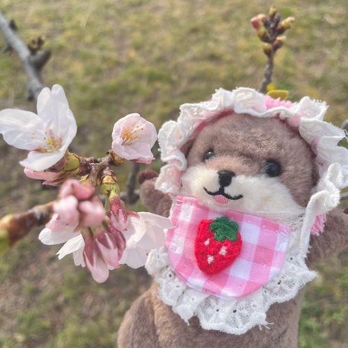 桜の咲き具合をチェックしてきた‼︎‼︎‼︎
まだつぼみもある‼︎‼︎
これからの成長に期待‼︎‼︎‼︎‼︎