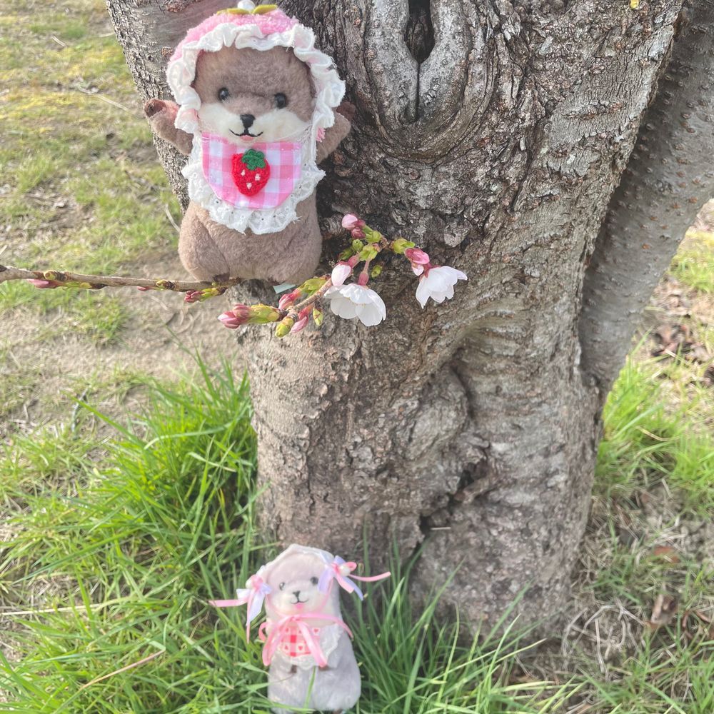 桜の咲き具合をチェックしてきた‼︎‼︎‼︎
まだつぼみもある‼︎‼︎
これからの成長に期待‼︎‼︎‼︎‼︎