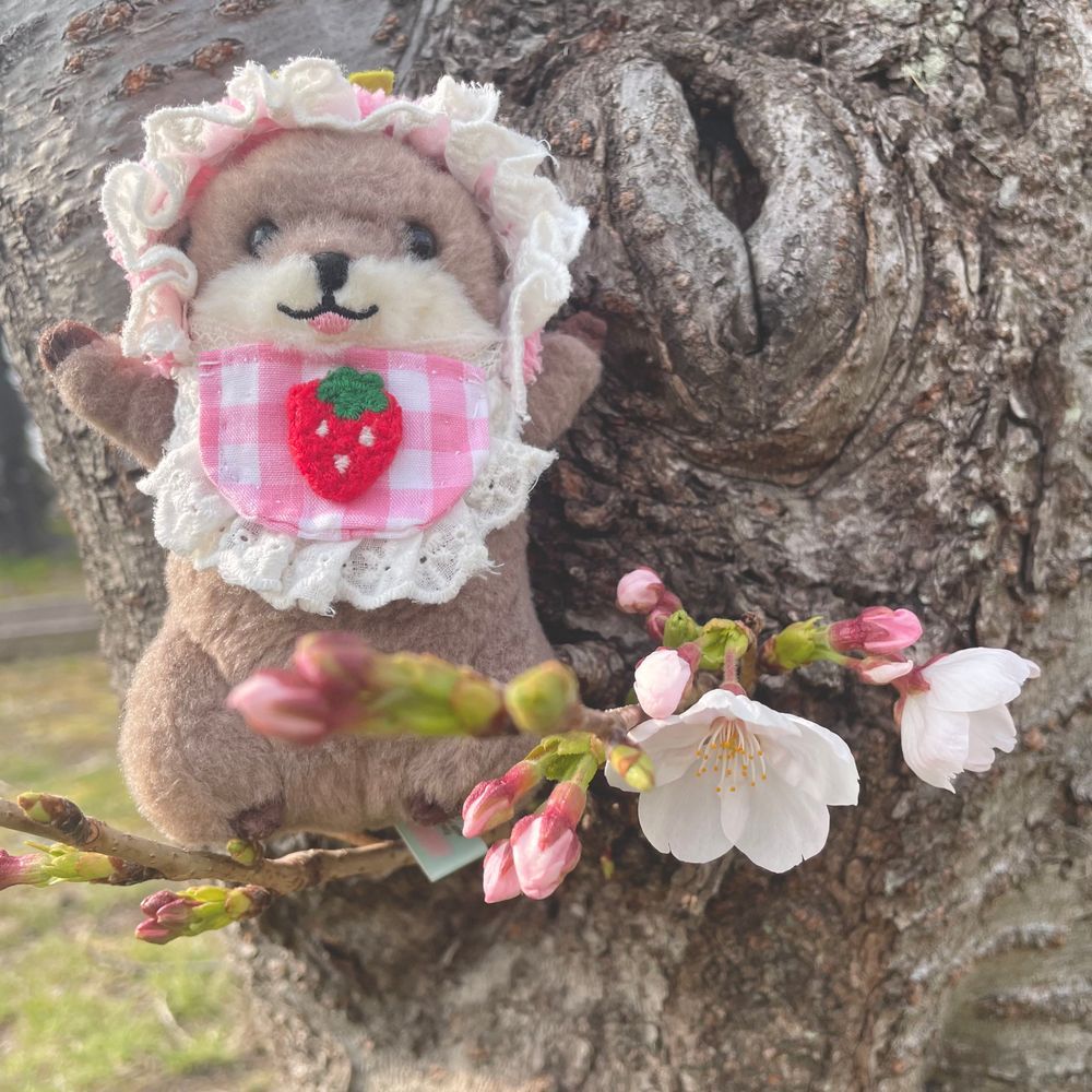 桜の咲き具合をチェックしてきた‼︎‼︎‼︎
まだつぼみもある‼︎‼︎
これからの成長に期待‼︎‼︎‼︎‼︎