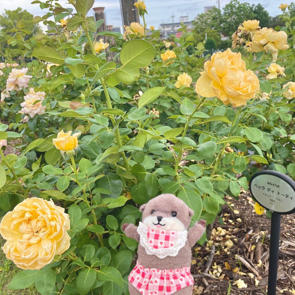 ﾛｰｽﾞのひん評会に招待された‼︎‼︎
たくさんのﾛｰｽﾞとツーショットを決め、噴水で水浴び‼︎‼︎
ｺﾞｰｼﾞｬｽな気ぶん‼︎‼︎‼︎‼︎