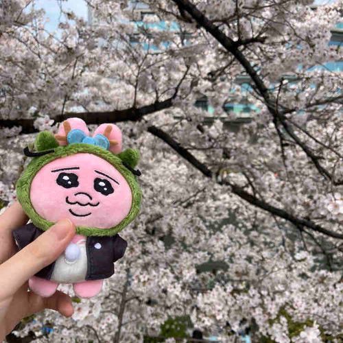 桜綺麗だったね🌸
#過去pic 
#お花見 