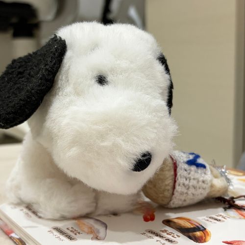 ずかんのうえで、ねんねしていたときのようすを、とられましたよ🐨⁉️
ぽつちゃんは、こはだのしゃしんを、ふんでいますよ🐨😱😱