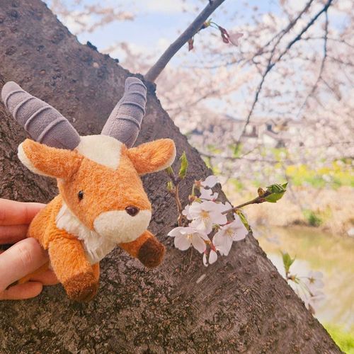 満開の桜も良いけど、ひょっこり咲いてる桜も可愛くて、ヤックルと記念撮影🌸🦌