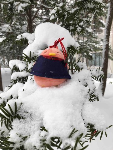 一番最初のお出かけの記憶
雪が冷たかった
この頃はまだ一羽だった