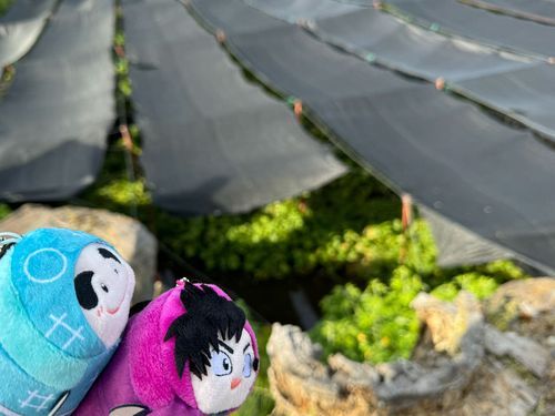 「わさび農園だってさ！」
「いいですね〜」