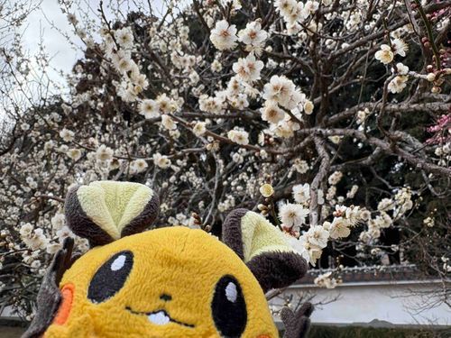 梅の花を見に行ってきたンネ！もうすぐ春って感じンネ〜！