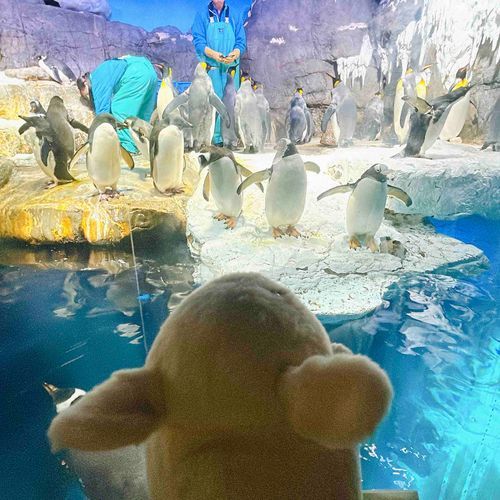 🐧🐧🐧