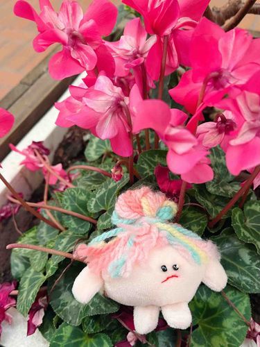 シクラメン🌷とニンニン🧸