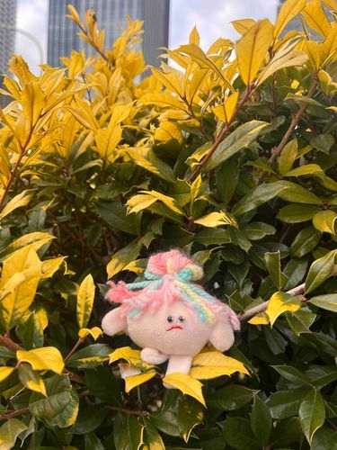 きいろの葉っぱー💛