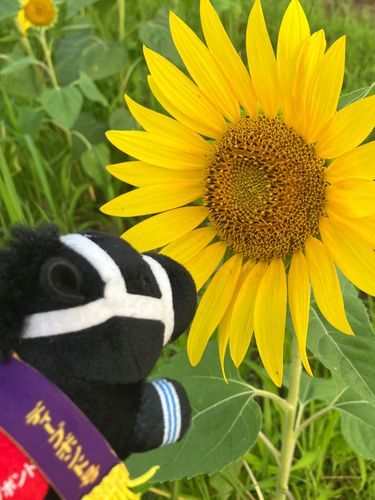 去年の夏に行ったひまわり畑
また行きたいね