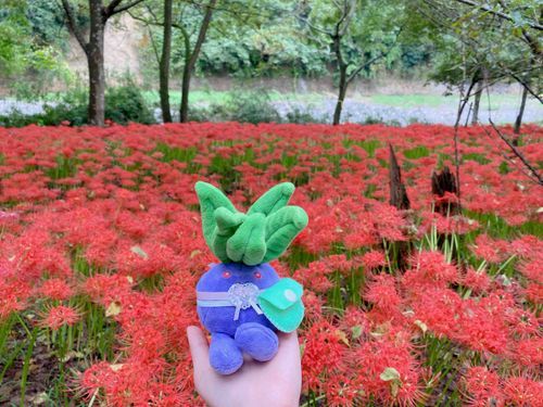 ナゾノクサ、彼岸花だよ。