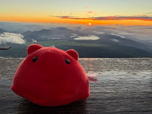 めんの飼い主といっしょに富士山のぼってきた！今回はのぼりきれなかったみたいだけど、途中の山小屋からみたゴライコウ？っていうお日様が昇ってくるの、すごくキレイだった！