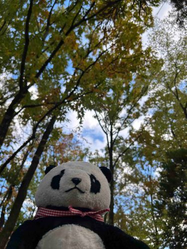 🎀「秋の森へようこそ！！少し寒くなってきたけど、紅葉が綺麗で素敵だね💕」