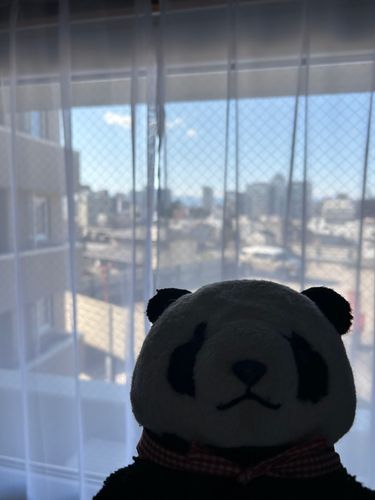 🎀「どうしてもご主人くんが寂しいっていうから、ホテルにこっそり着いて来たよ！えへへ、僕がいないとダメだな〜」

どうしても一人ぼっちで寂しいから、実家から送ってもらいました😭これで残りの3週間とちょっと頑張れる！