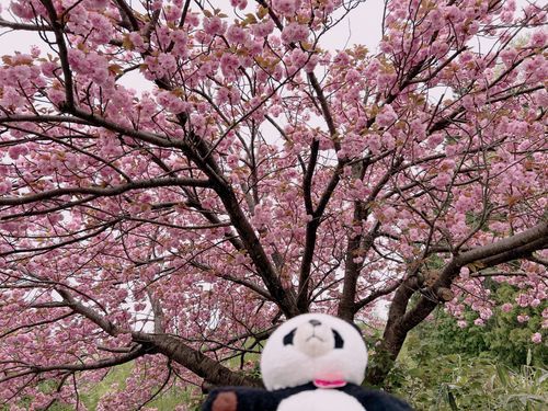🩷「近所の公園をお散歩しました！新緑が気持ちいい季節になりましたね💕森の仲間たちも、みんな元気そうです！」