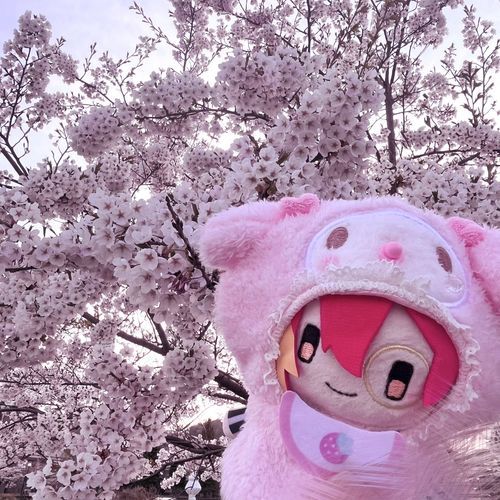 お久しぶりです🎶
桜綺麗だった♡⊂(> ·̫  < ̳^