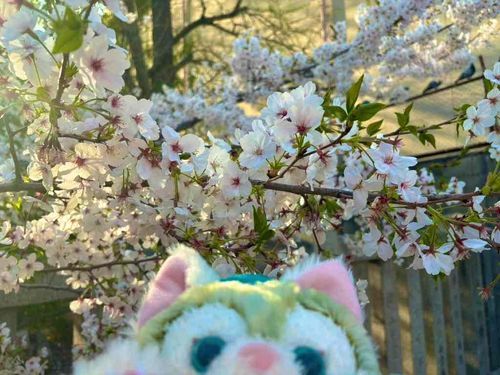 神社の近くの桜だよ🌸*･