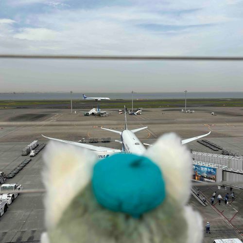 飛行機を見たよ✈️
