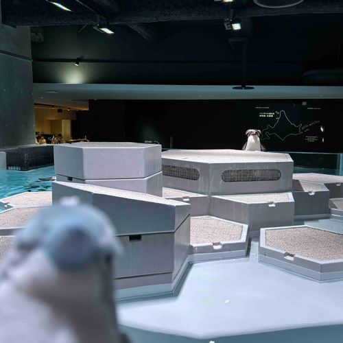 水族館に行ったよ🐧
キタイワトビペンギンさん