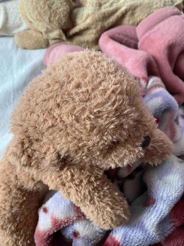 などさんがまだ赤ちゃんだった時の写真だってー。毛がほわほわ〜。