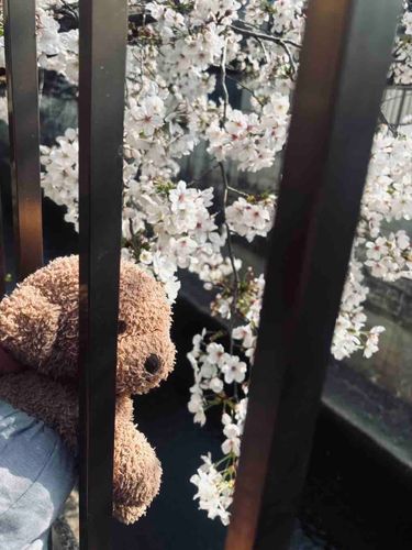 桜ちゃん〜かわいいね〜
満開までもうちょっとかなぁ