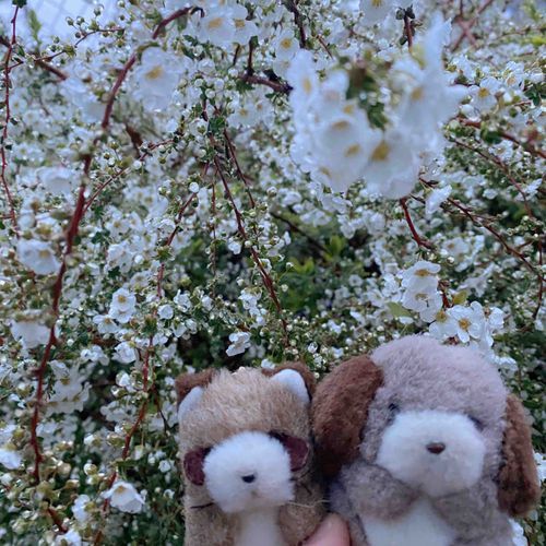 しとしとあめの日だったね🌧️さんぽみちで見つけたユキヤナギが、あめのキラキラをつけててかわいかったんだ🤍🤍