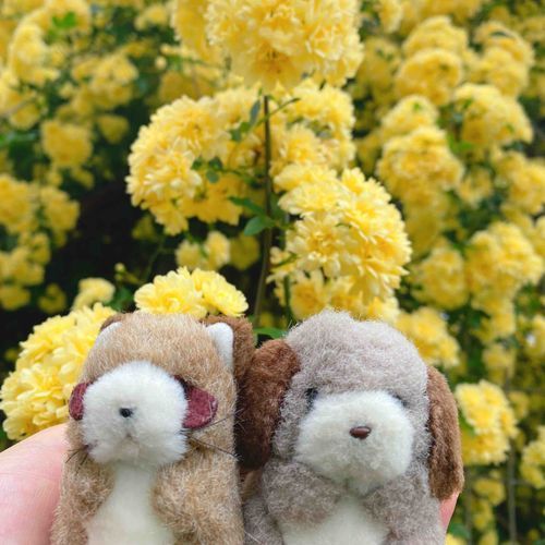 ことしも「モッコウバラ」にであえたよ💛きょねんの今ごろ、ぴーしゃんにこのおはなのなまえを教えてもらったの❣️はなたばがそのまま咲いてるみたいでだいすきなんだ(ᐡᵕ̤ ·̫ ᵕ̤ᐡ)