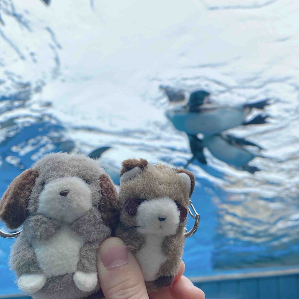 きょうは、すいぞくかんにいっておサカナさん🐟🐠🫧‪やペンギンさん🐧にあってきたんだᐡ- ·̫ •ᐡスィ〜〜〜っときもちよさそうでかわいかったよ🤍