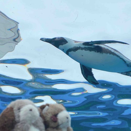 きょうは、すいぞくかんにいっておサカナさん🐟🐠🫧‪やペンギンさん🐧にあってきたんだᐡ- ·̫ •ᐡスィ〜〜〜っときもちよさそうでかわいかったよ🤍