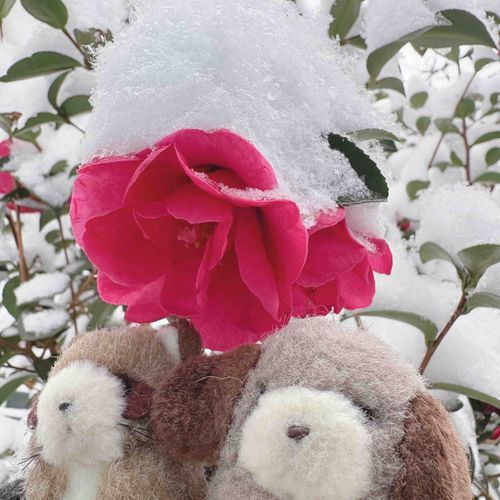 このまえのゆき、とーってもわくわくしちゃった〜⛄️❄️
ゆきのけっしょうがカメラにも映るくらい、ふわふわ、きれーいな雪‎🤍
でも、おおゆきでたいへんなちいきもあるってきいてるからしんぱいだ…