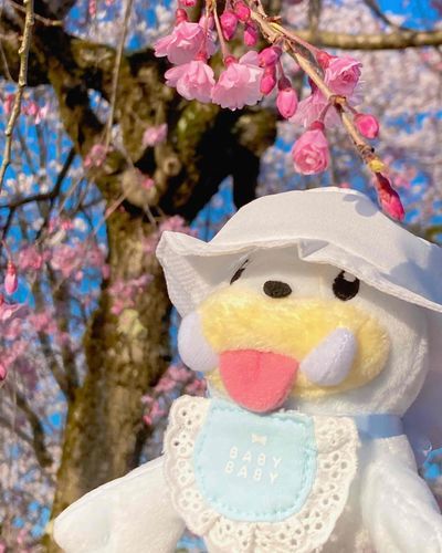 お花見にきたよ🔅
