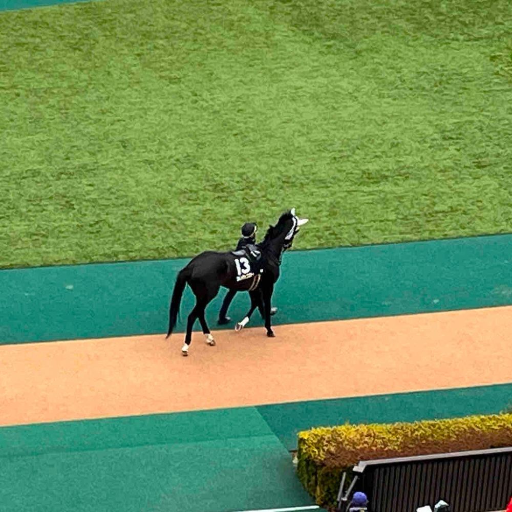 ばしともさんの所の、レモンくんとアズールくんと
大きな馬の写真は、カレンラップスターくん。セントポーリア賞頑張ってたよ！これから、もっと強くなって欲しいね！