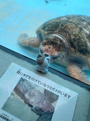 ウミガメさんと